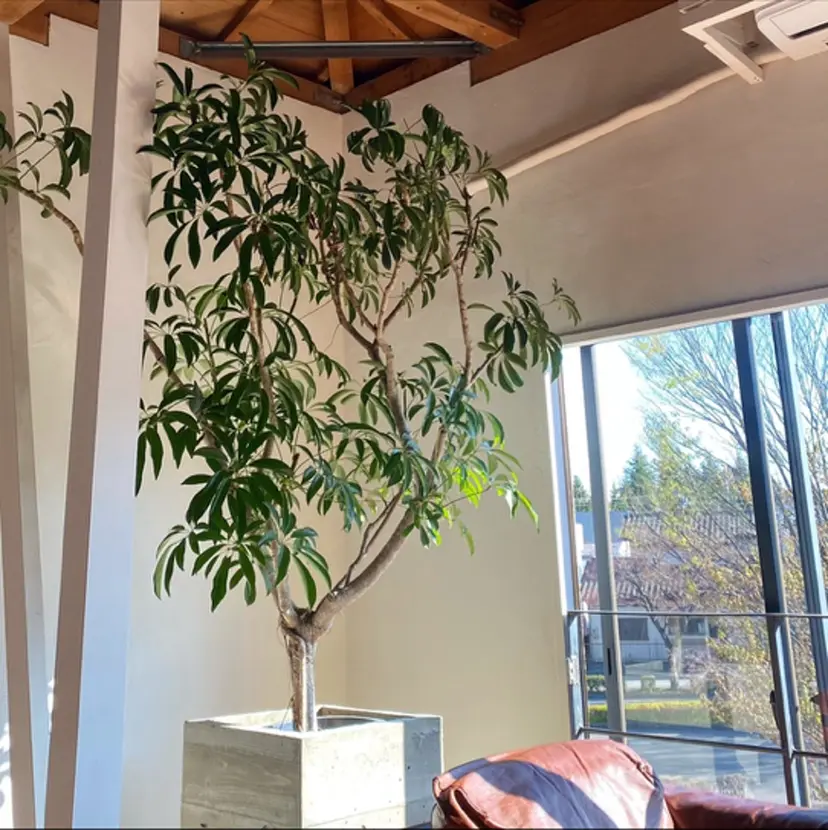 ボブカット/ honokaの掲載