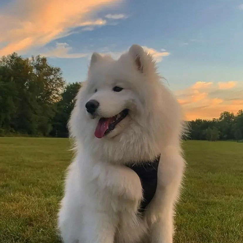 大前 ほのかの掲載