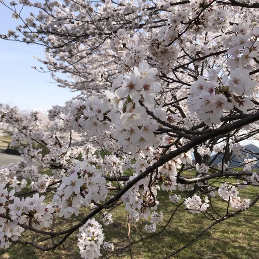 金子 由有貴の掲載