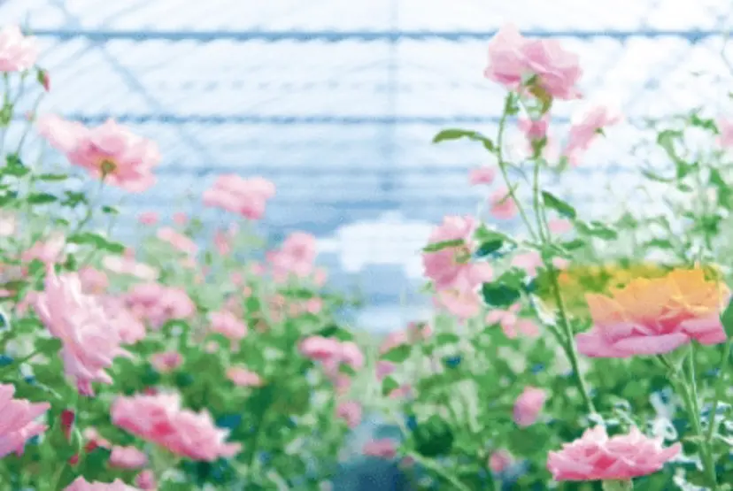 ナリス化粧品 ＭＡRＩの掲載