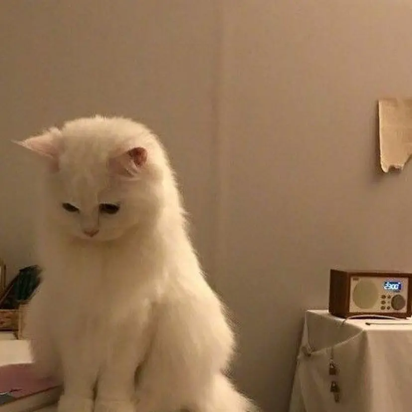 🤍レイヤーツヤカラ ーAkane🇰🇷の掲載