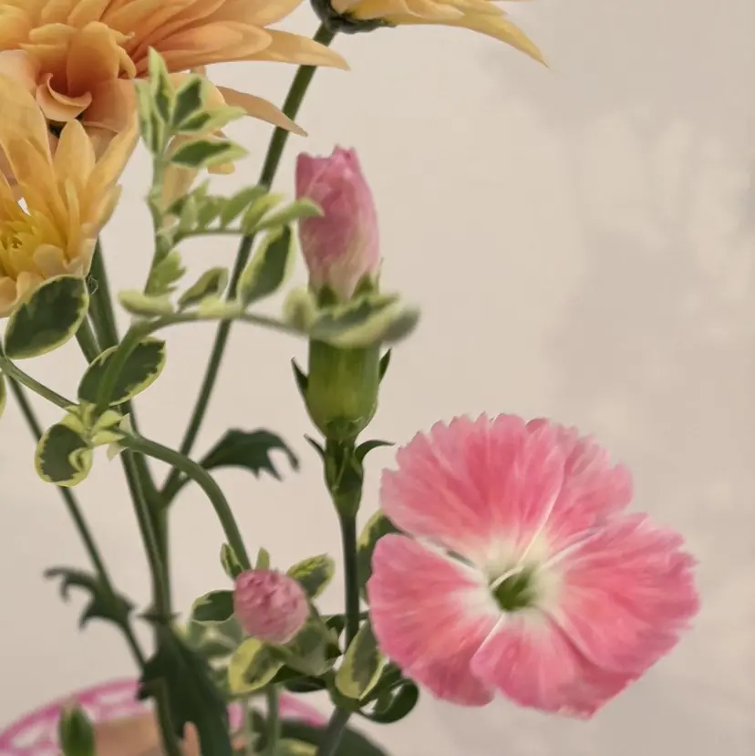 hazuki 🌝の掲載