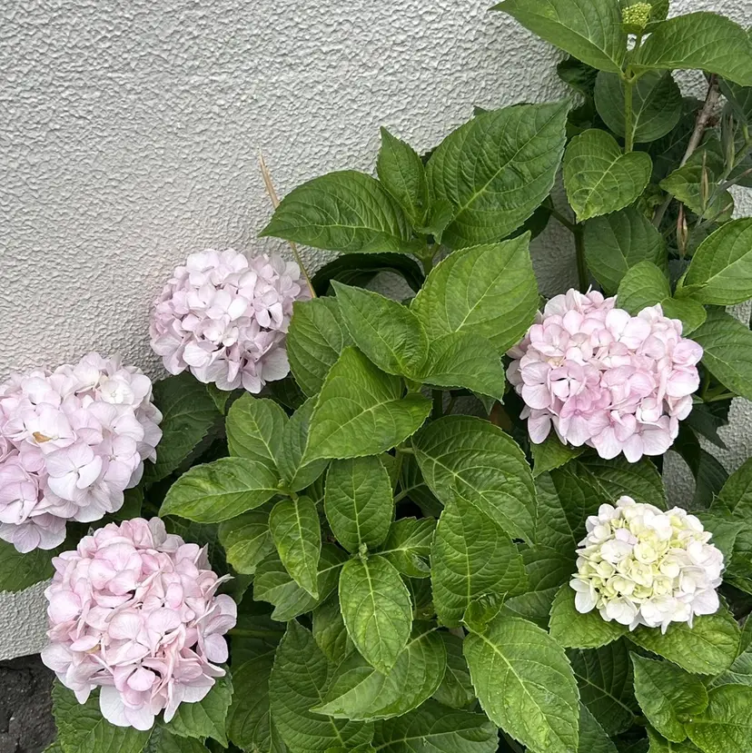 池田 咲希の掲載