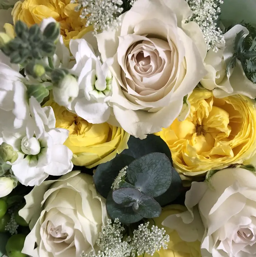 アンジェリカ ミッシェルの掲載