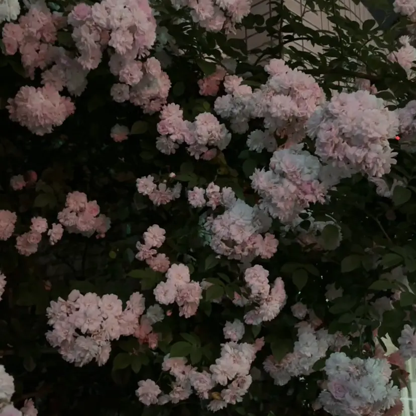 🩶KIREIE SAKURA🩶の掲載