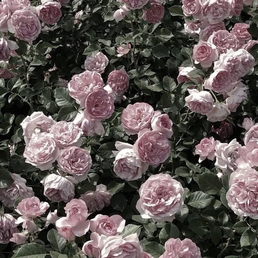 土谷 寧音の掲載