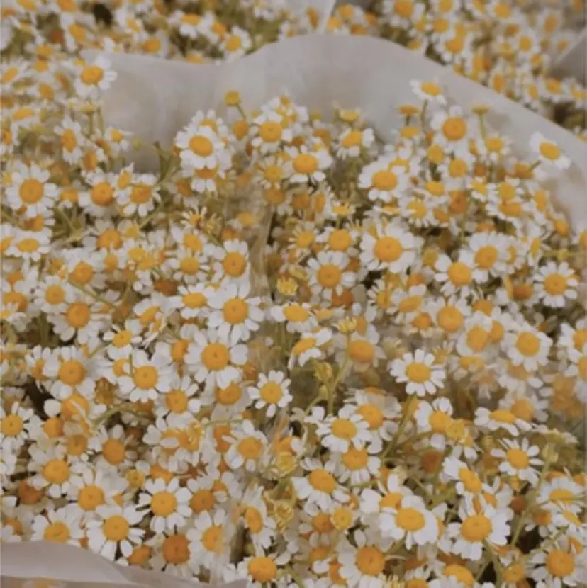 中岡 泉美の掲載