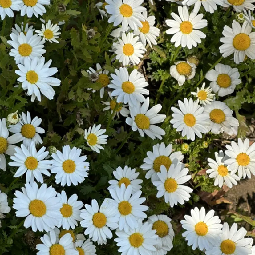 Miyu 🌙⭐︎の掲載