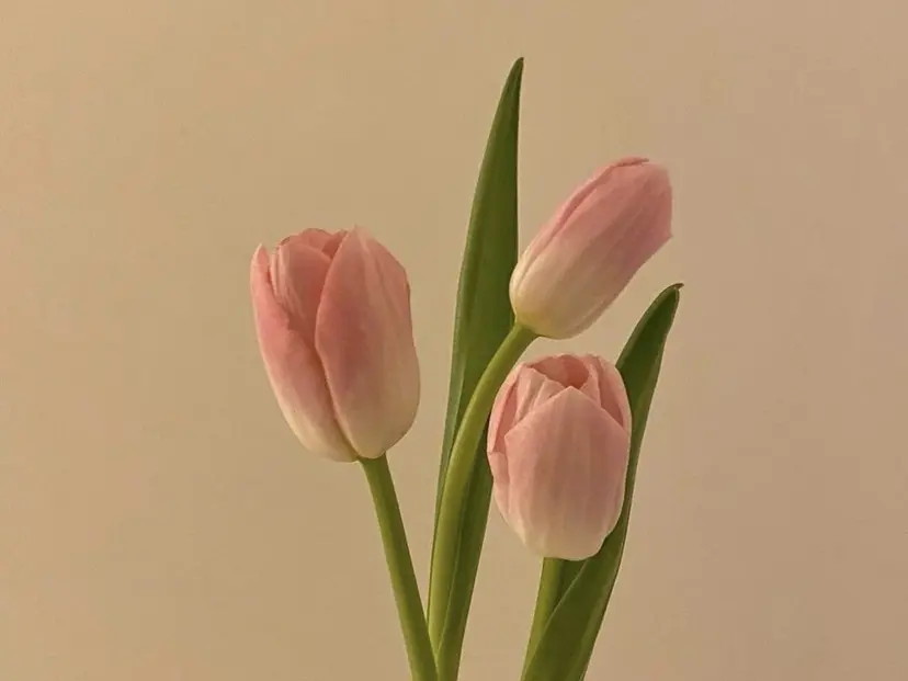 高橋 みく/ minimの掲載