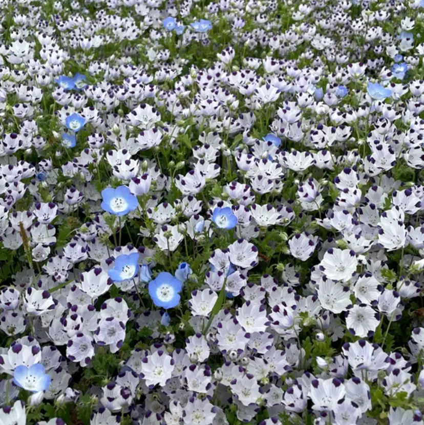 町田 桃香の掲載