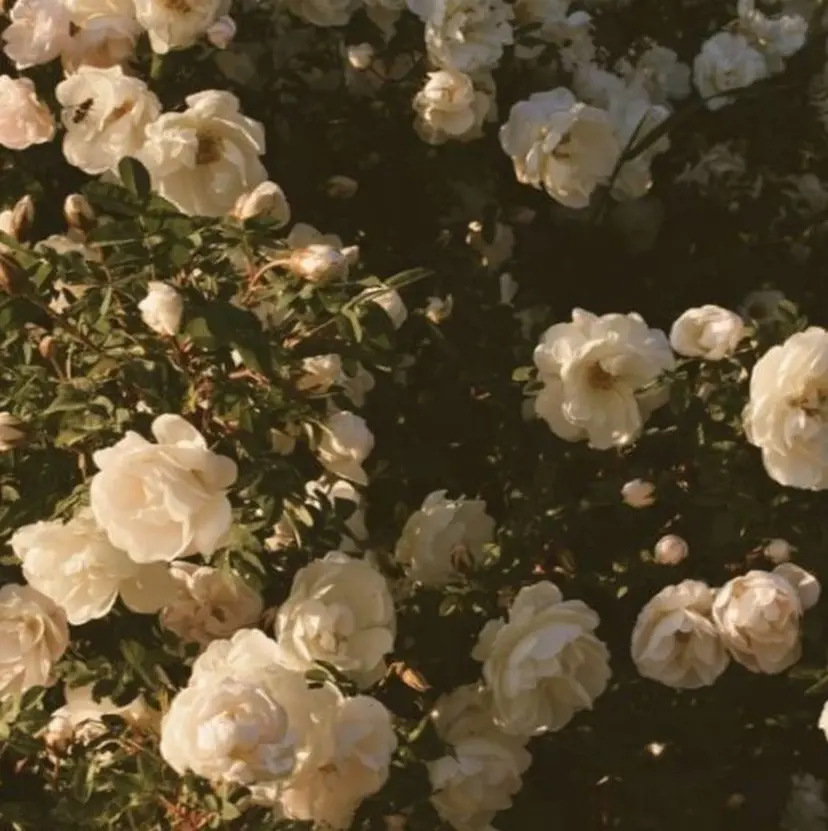 奈那美🌸 韓国ヘア🌸透明感の掲載