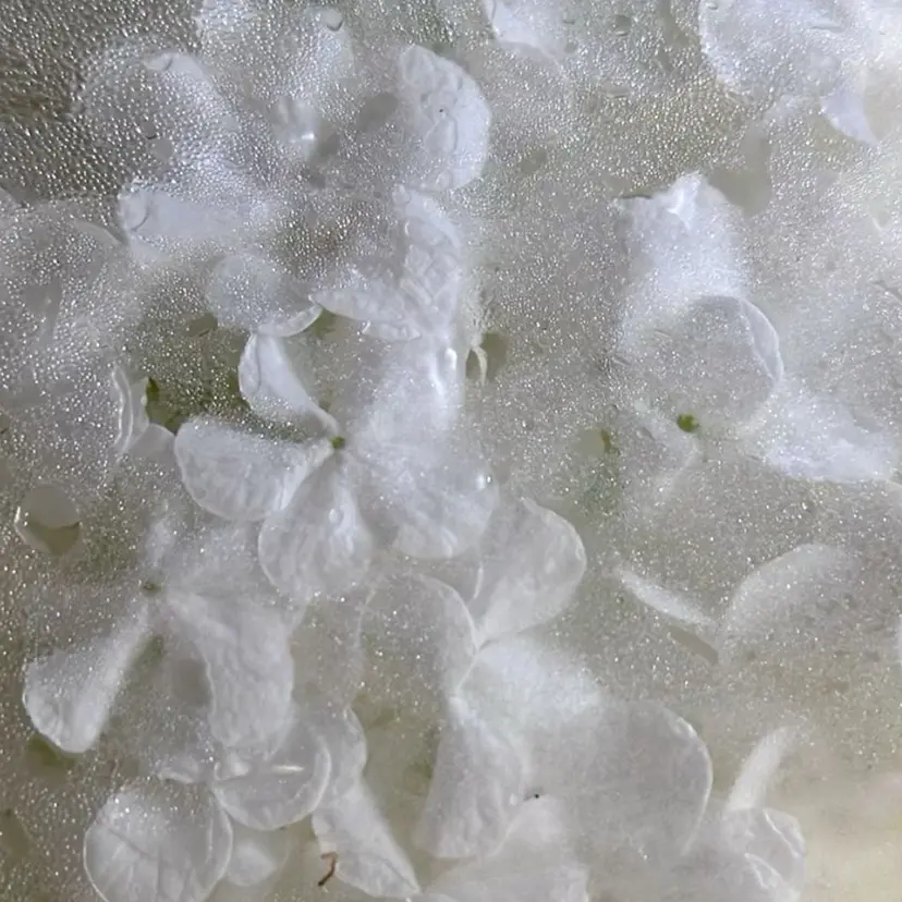 degawa fukaの掲載