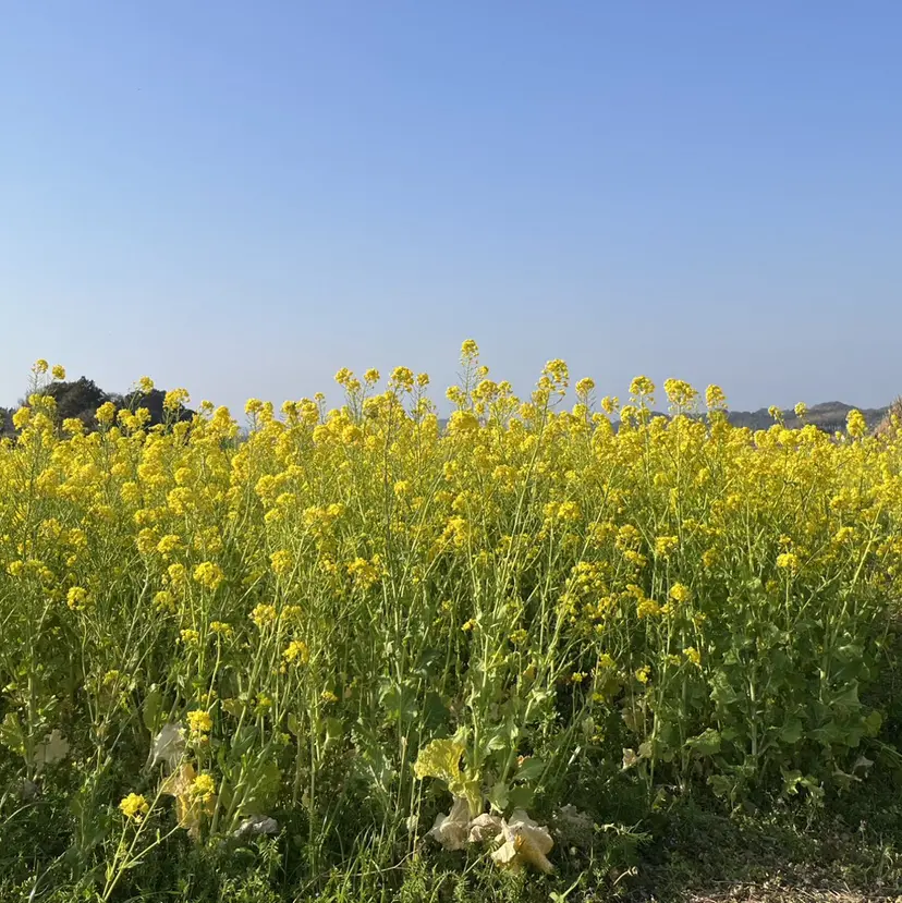 YUZUKI 🌙の掲載
