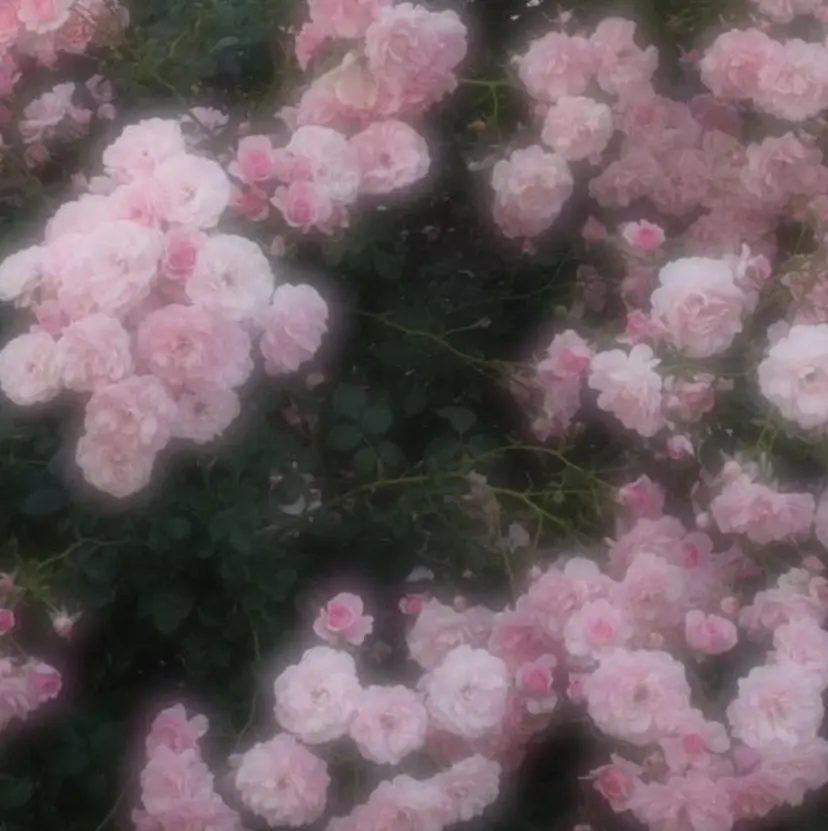 ハタナカ マリナの掲載