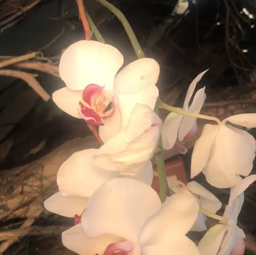 arbis 遠山の掲載