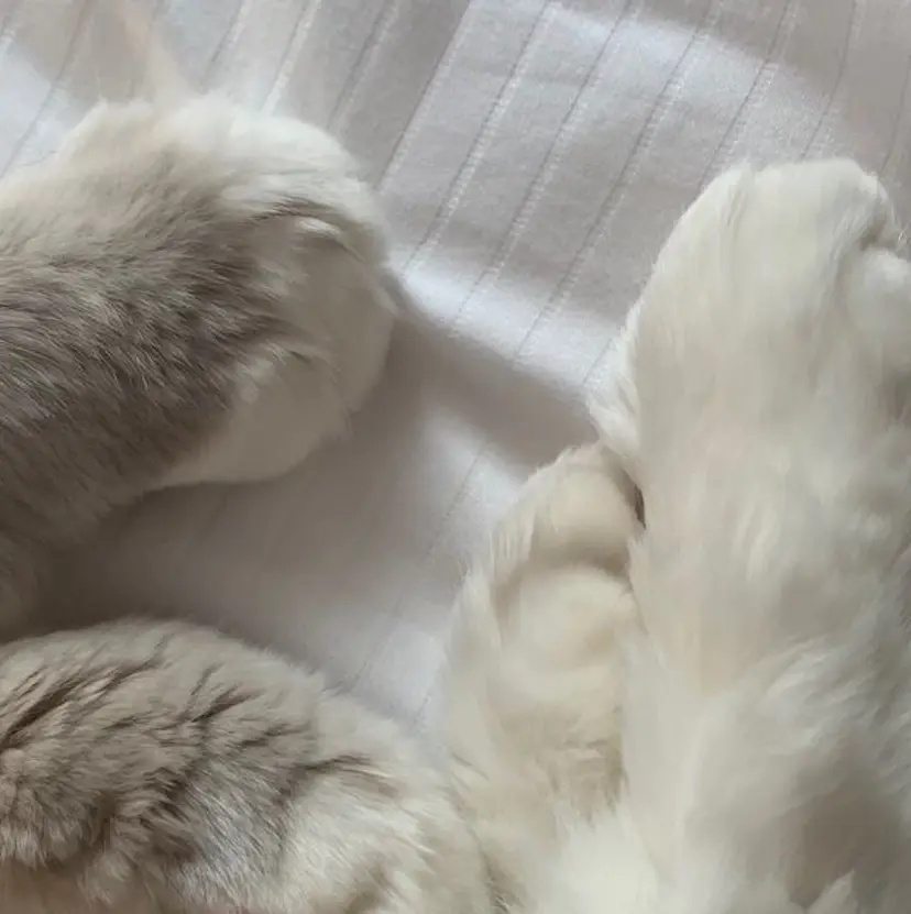 🖤KAHO🖤 /透明感/艶髪/暖色の掲載