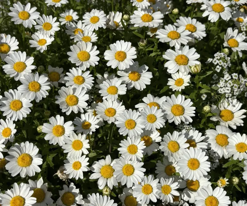 艶カラー🌟髪質改善 髙畑爽の掲載