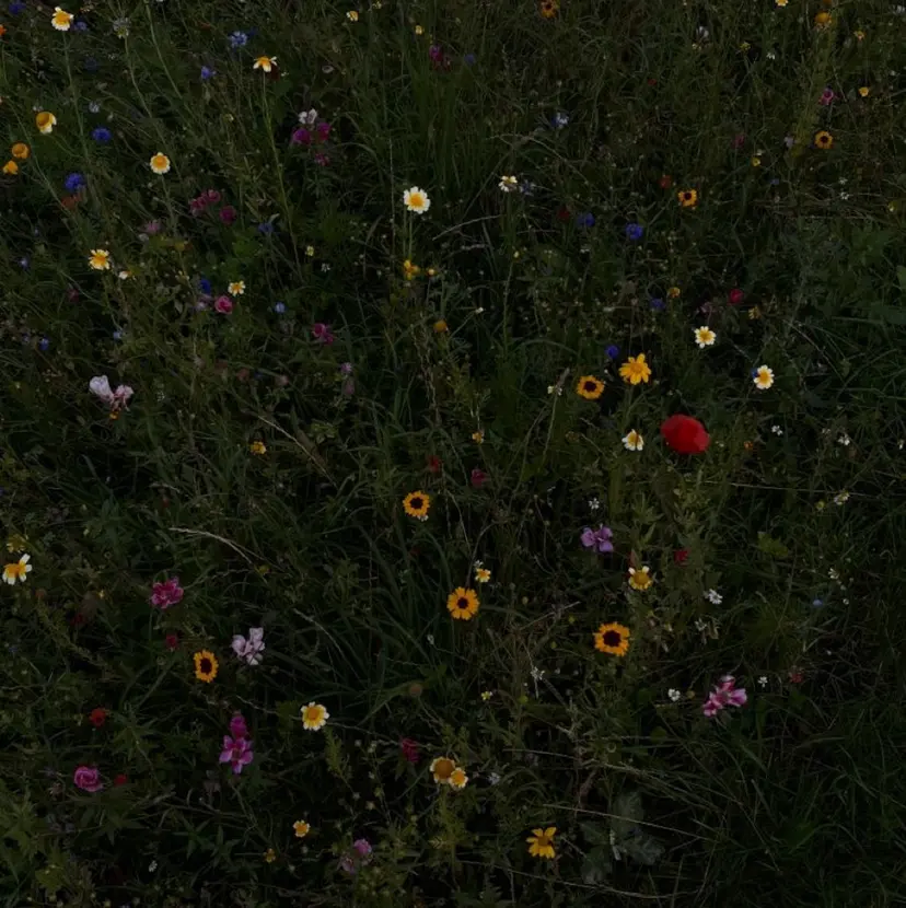 miyu/京都/ cut modelの掲載