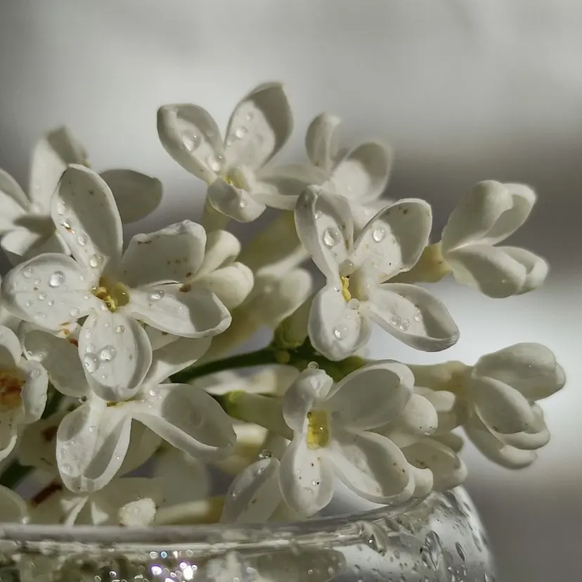 pualua miharuの掲載