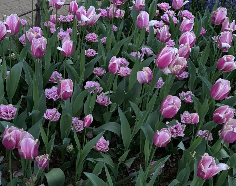 DL・BEAUTY KISAKI 🪐の掲載