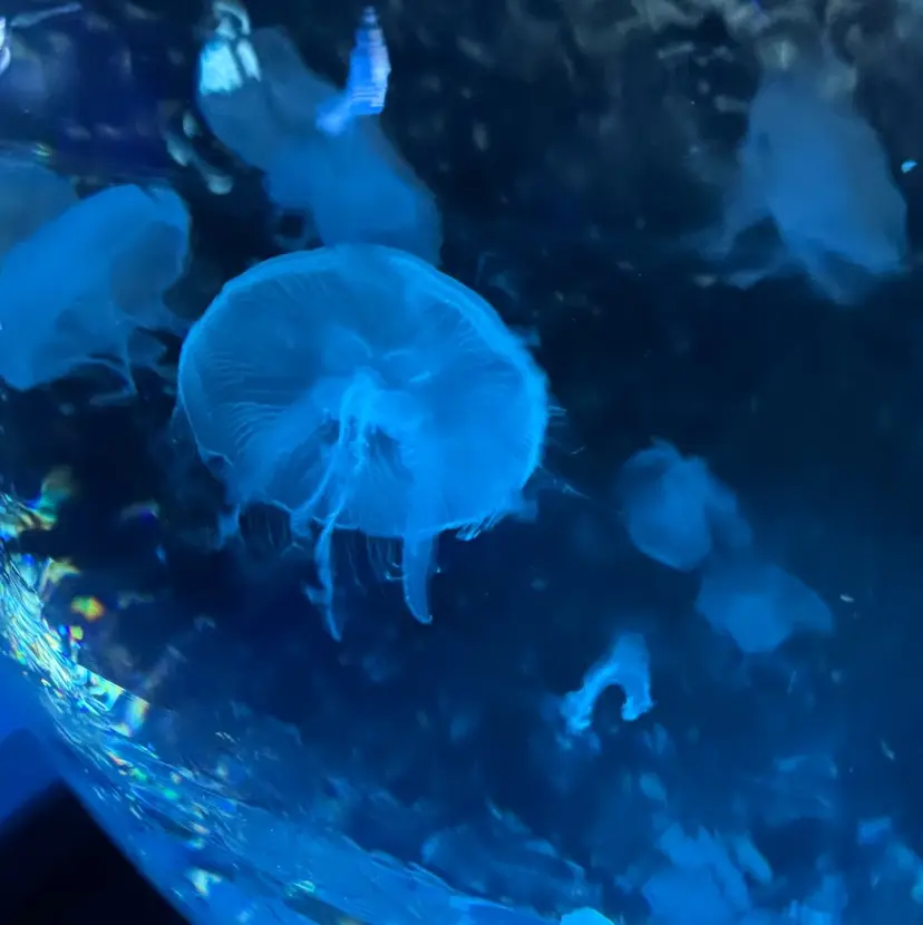 🫧ヘアアレンジ🎀 ウガジン💞🪄の掲載