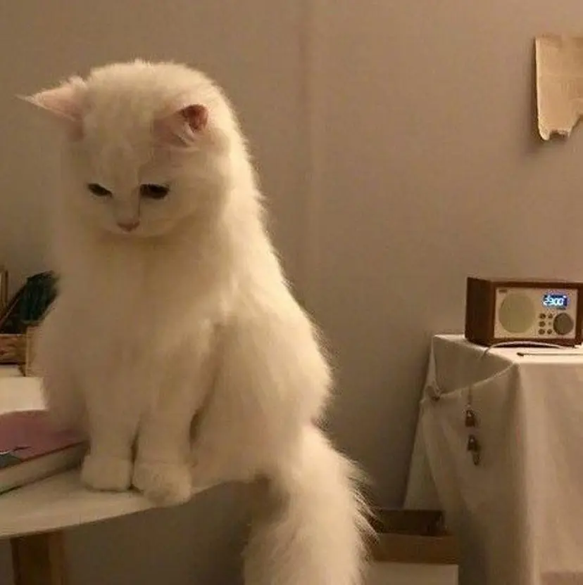 lit yurina🐈‍⬛の掲載