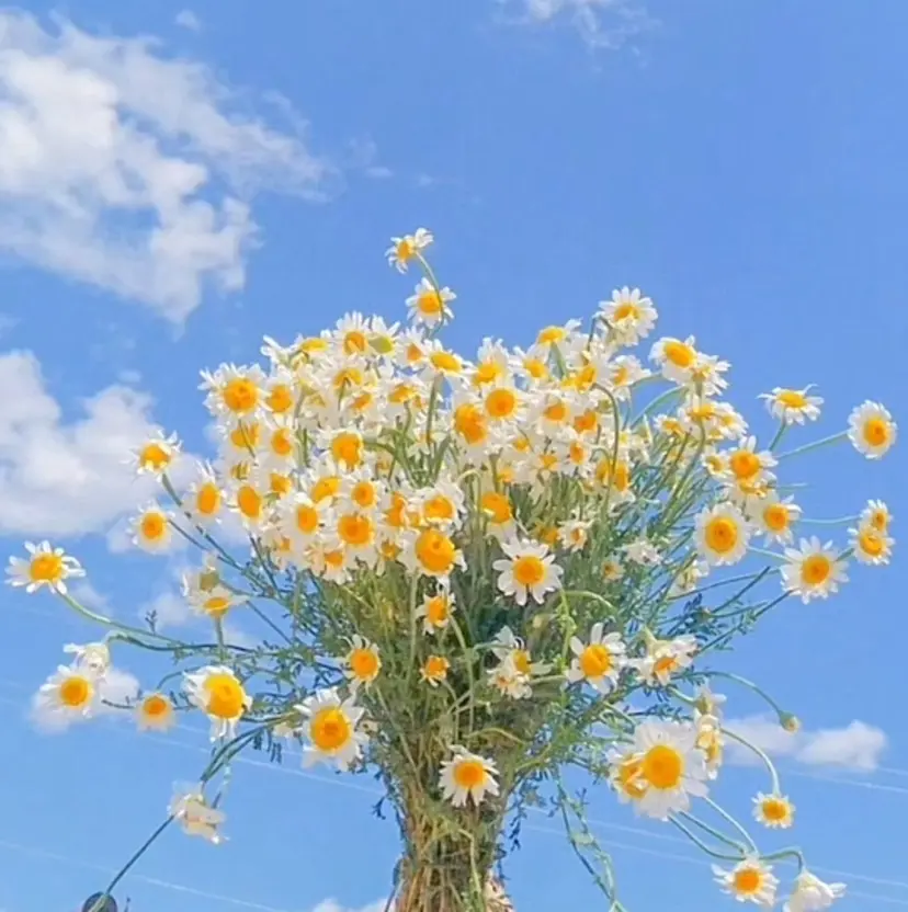 re-born🎀 NANAHAの掲載