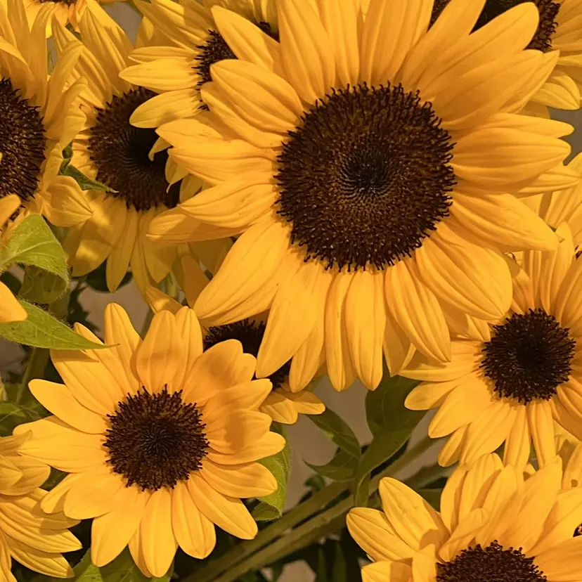 夜特化型サロン⭐️ 日の出町　Yuuの掲載