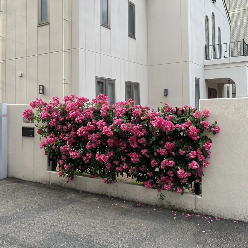 chisato☁️ カラーモデル様募集中の掲載