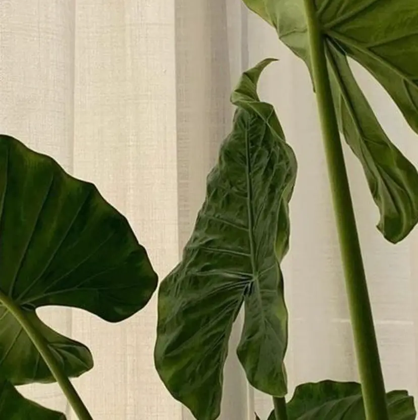 eyelash mallowの掲載