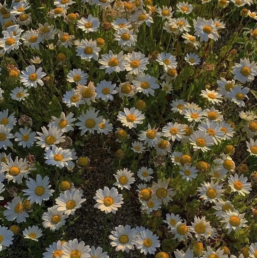 結婚式💍 お呼ばれヘア/みゆの掲載