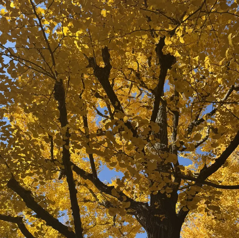 透明感カラー✨艶髪 制作🌱山根あゆみの掲載