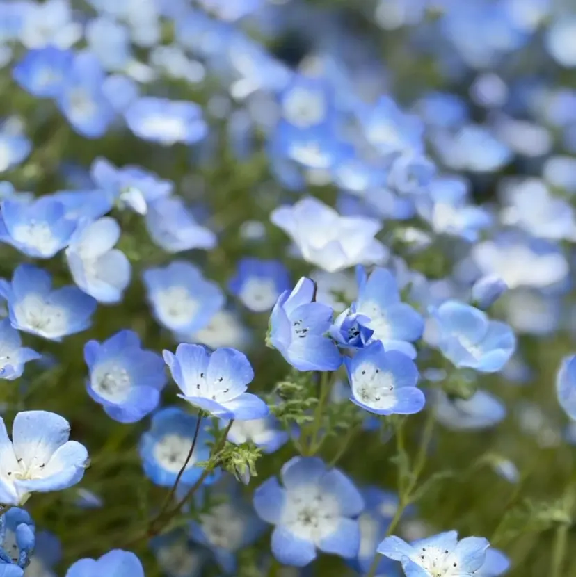 土屋 陽花利の掲載