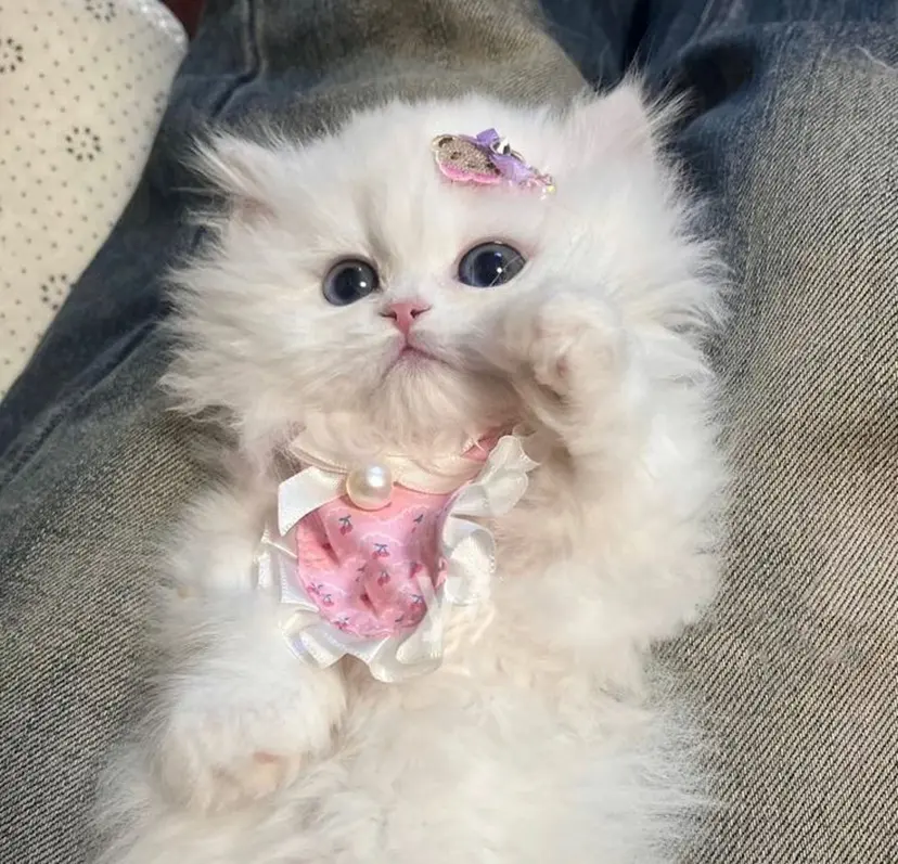 Haruna🎀 南森町/完全個室の掲載