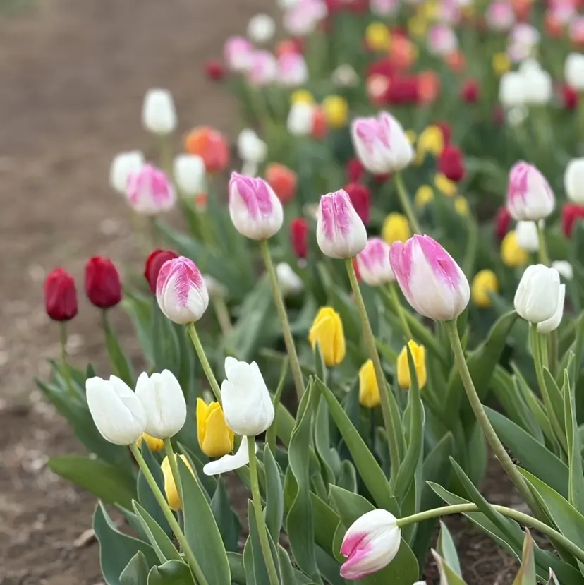 いで れなの掲載