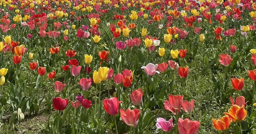 サカイ ユウの掲載