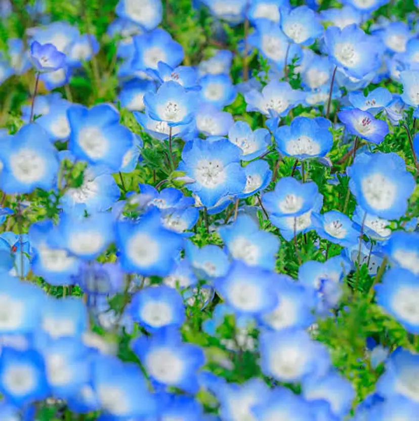 🫐ハイトーンカラー RIRIKA🌻の掲載