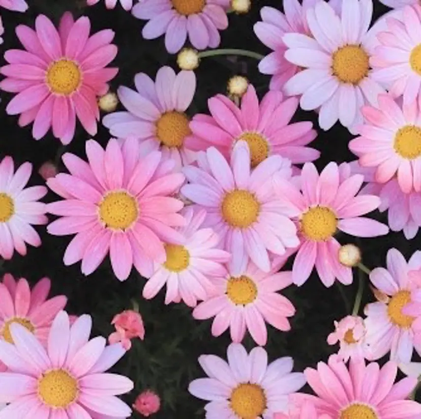 マツエクモデル募集 (^-^)松原みなみの掲載