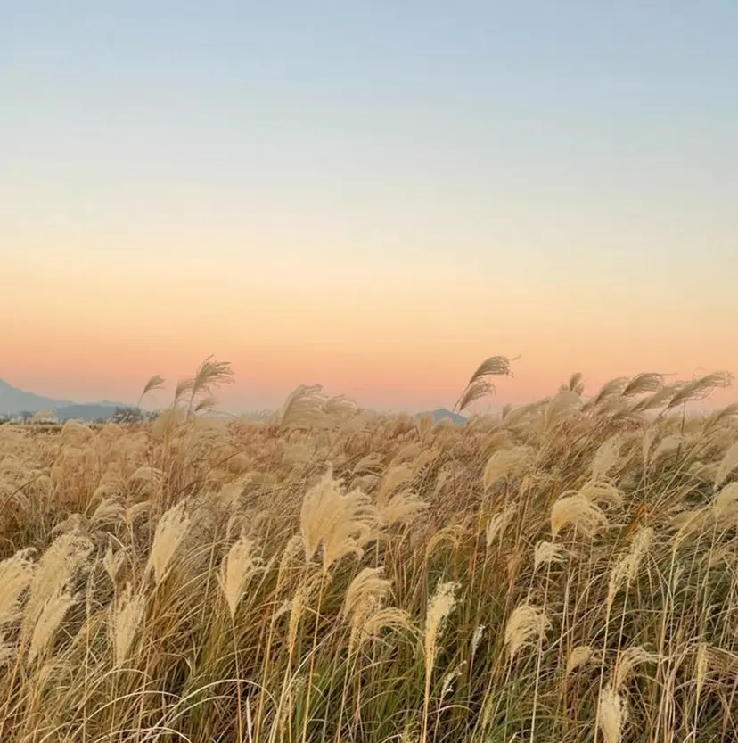過去一の柔髪ヘア 🌿IVYjoureの掲載