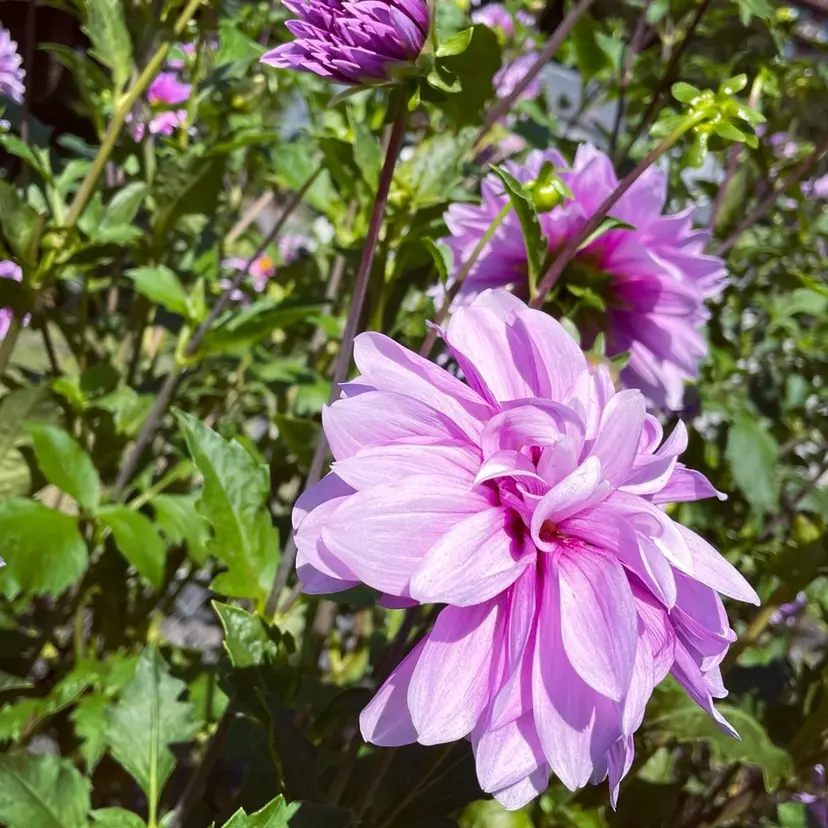 伊藤 未来の掲載