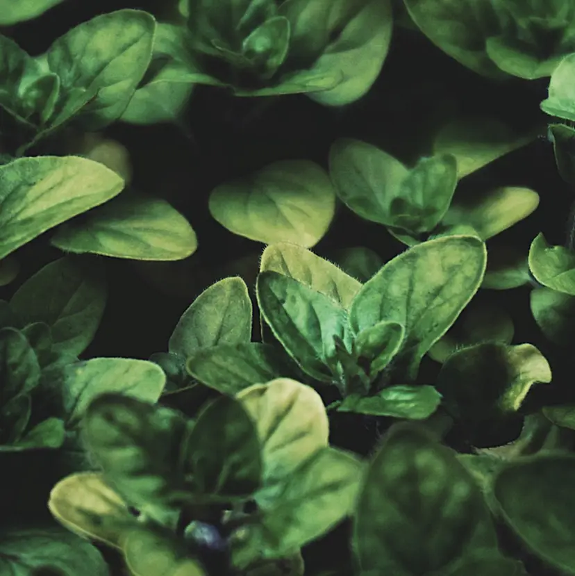 爆睡ヘッドマッサージ スロウの掲載