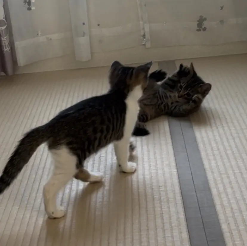 善方 心音の掲載