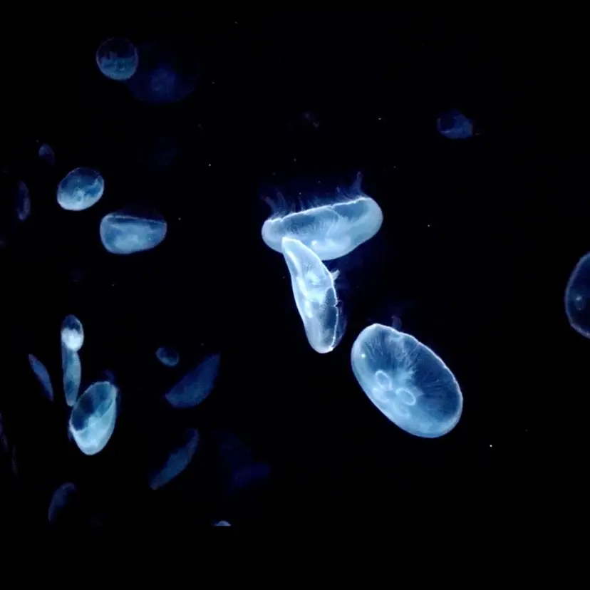 もるみちゅ nail&ジャグアの掲載