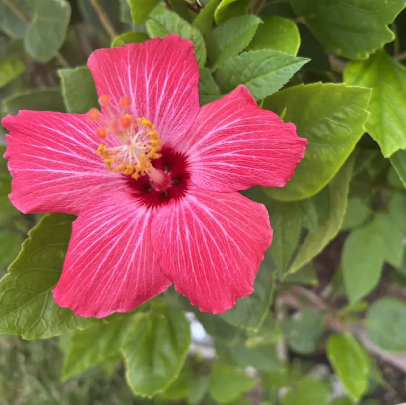 大東市ネイルサロン 【KYURA】ｷｭﾗの掲載