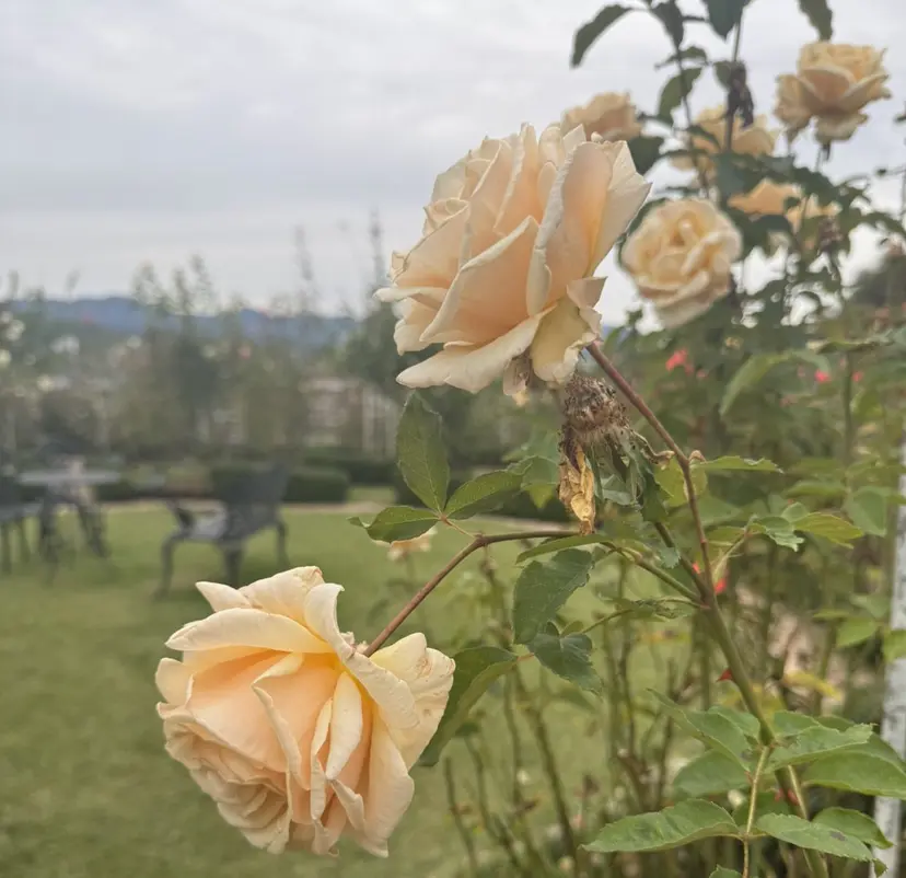 Becky 村上の掲載