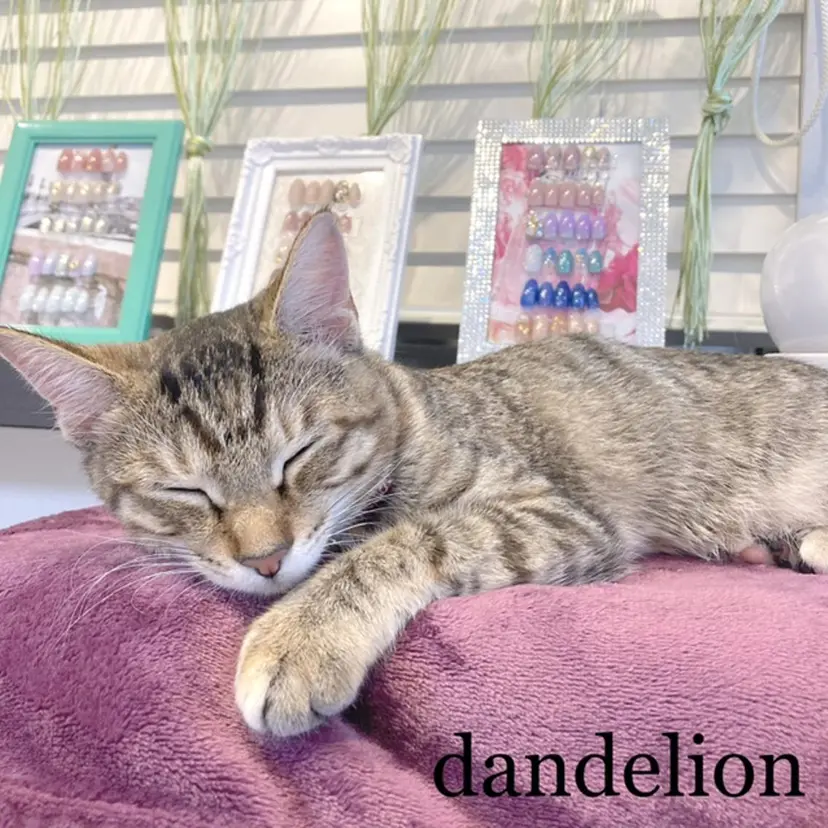 dandelion ダンデライオンの掲載