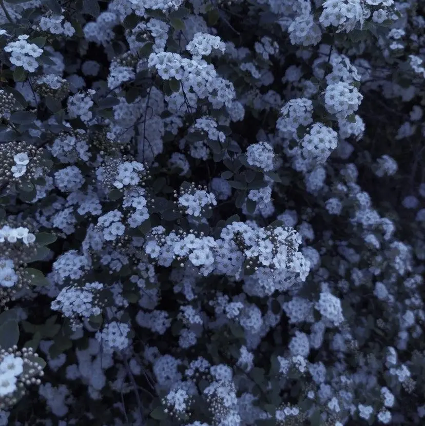 colorモデル募集 ✧︎*。/ ミュウの掲載