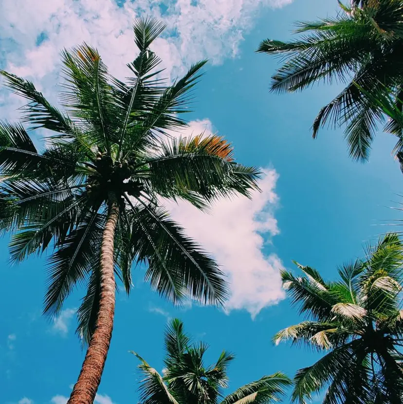 透明感color吉田 沙羅の掲載