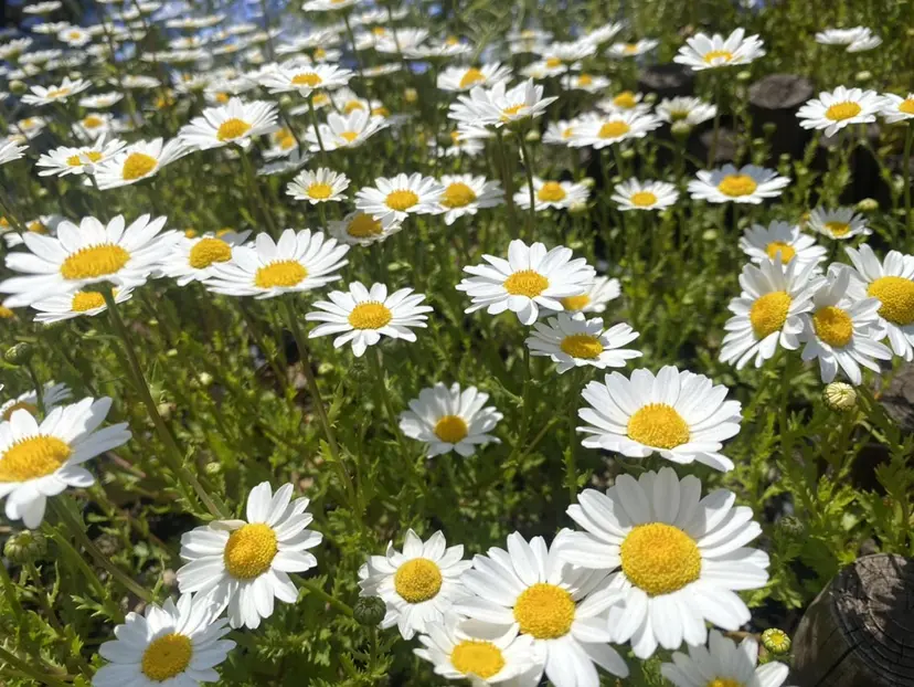 MENARD 木我の掲載