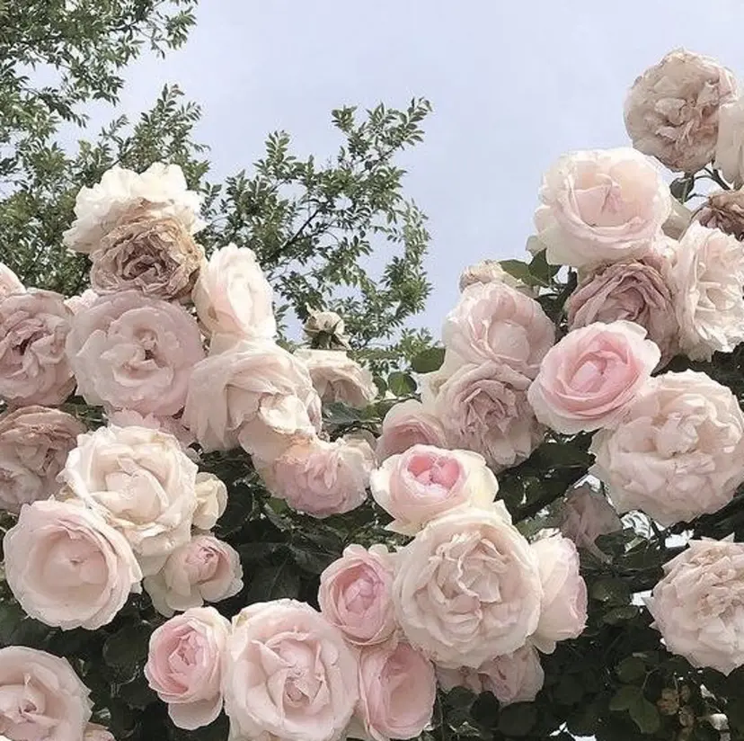 藤木 愛華の掲載